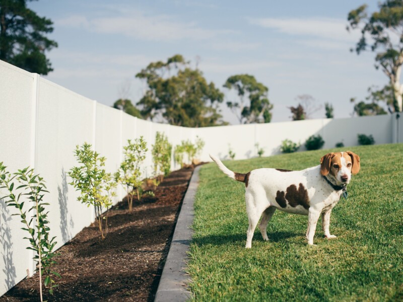 The SlimWall boundary fence creates a secure yard around the lawn for the family dog - a pet paradise