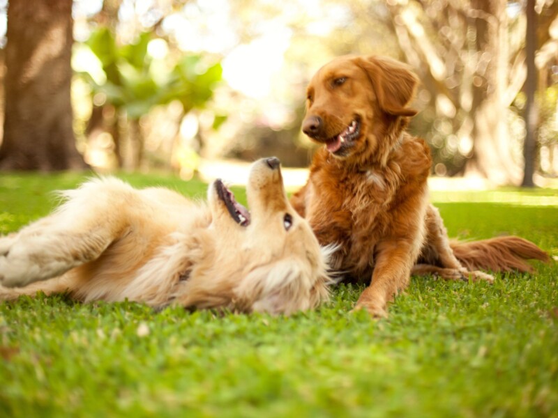 Two dogs playing outdoors