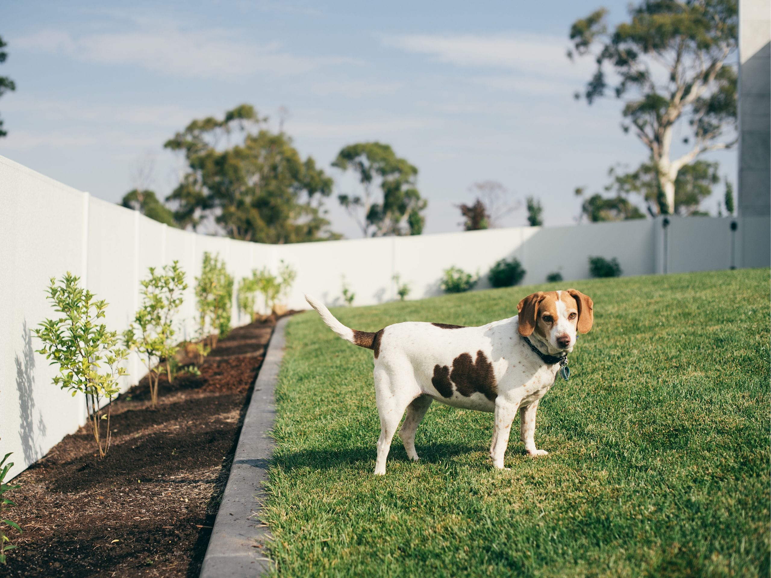 Create a safe secure space for pets