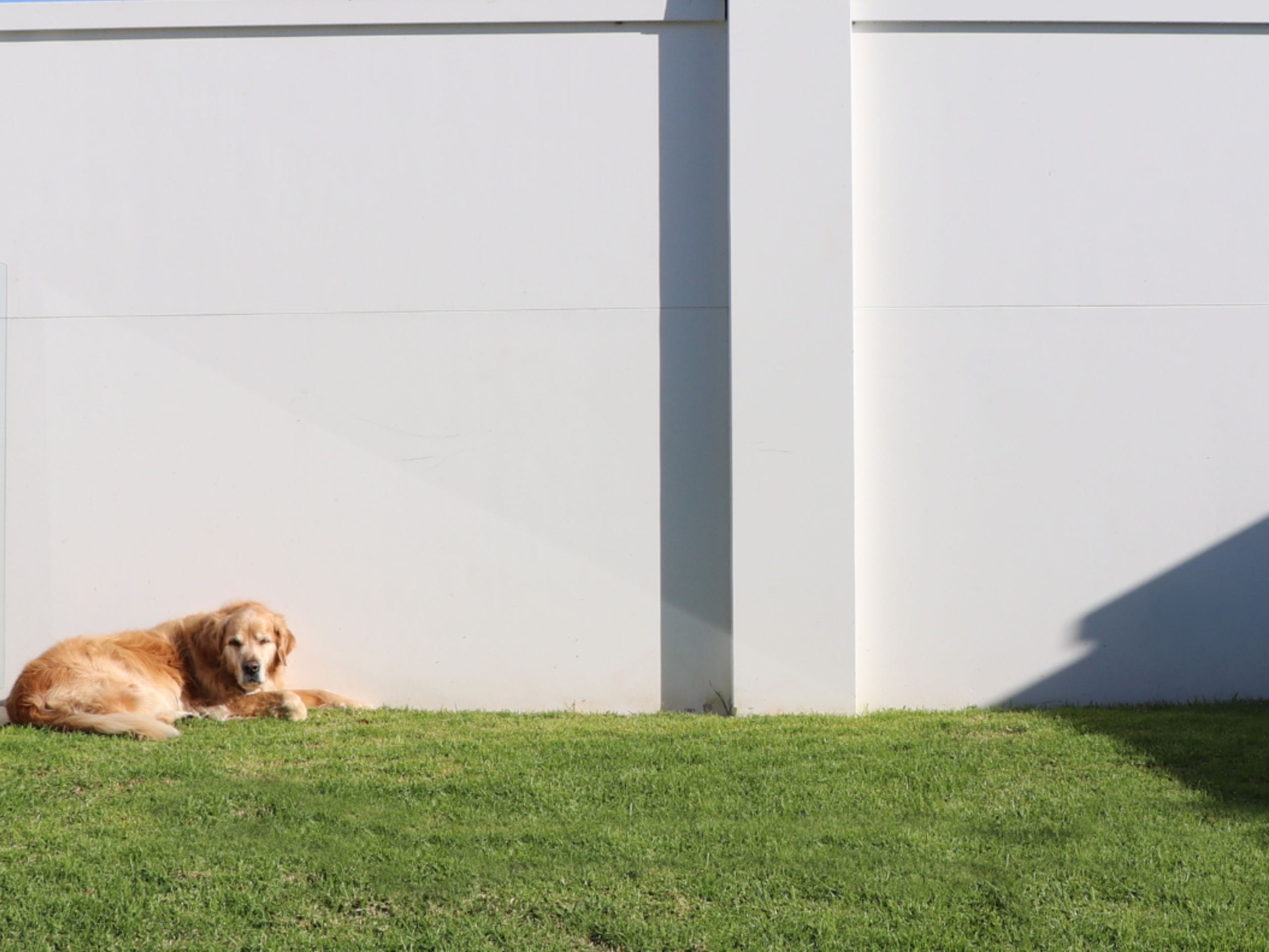 There are a variety of techniques to employ to reduce dog noise in backyards