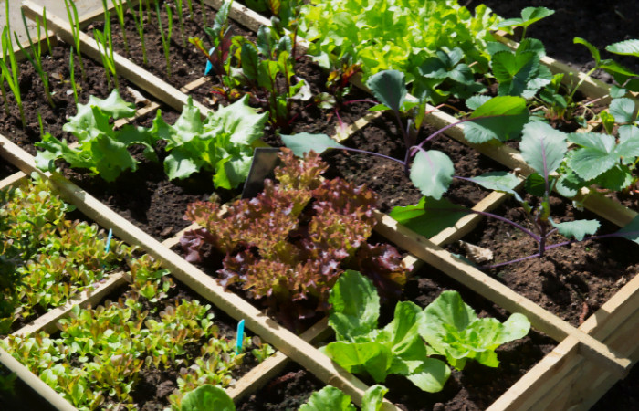Mini Vegetable Garden