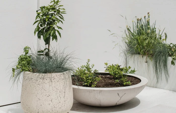 Pot plants with a VogueWall boundary wall