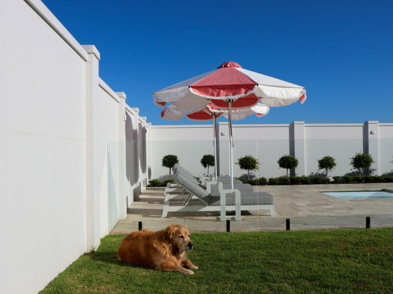 Golden retriever enjoying the security provided by EstateWall