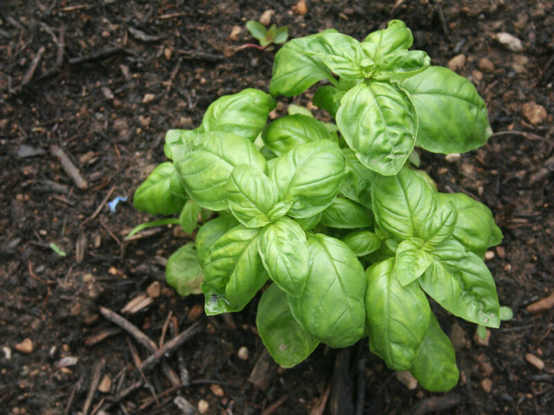 Parmaculture Gardening Basil