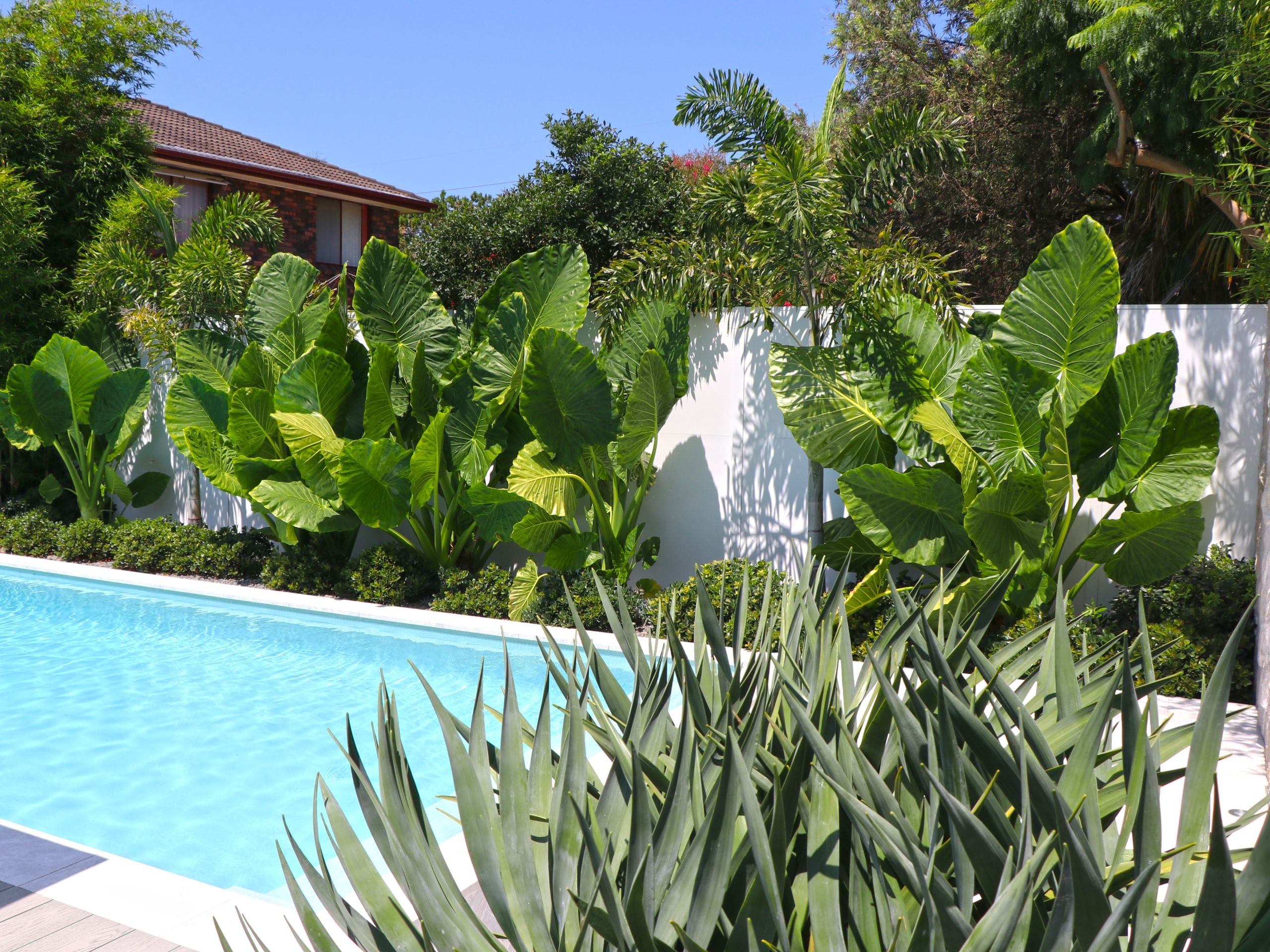 Your swimming pool feature wall can also provide the perfect canvas for landscaping.